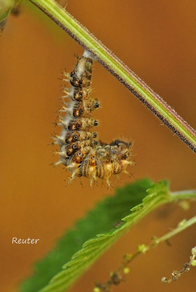 C-Falter - Comma Butterfly (Polygonia c-album)
Verpuppung, Raupe - Pupation, Caterpillar
Foto: Karl Reuter
Ort: Reutlingen-Betzingen
Kamera: Nikon D90, Nikkor 105VR 1:2,8 C-Falter _Polygonia c-album_ Verpuppung.jpg